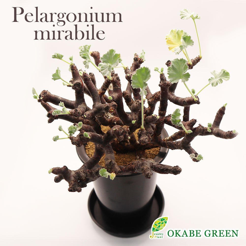 ぺラルゴ二ウム ミラビレ 現品 4号 黒プラスチック鉢 受皿付 塊根植物
