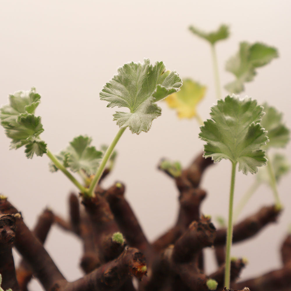 ぺラルゴ二ウム ミラビレ 現品 4号 黒プラスチック鉢 受皿付 塊根植物