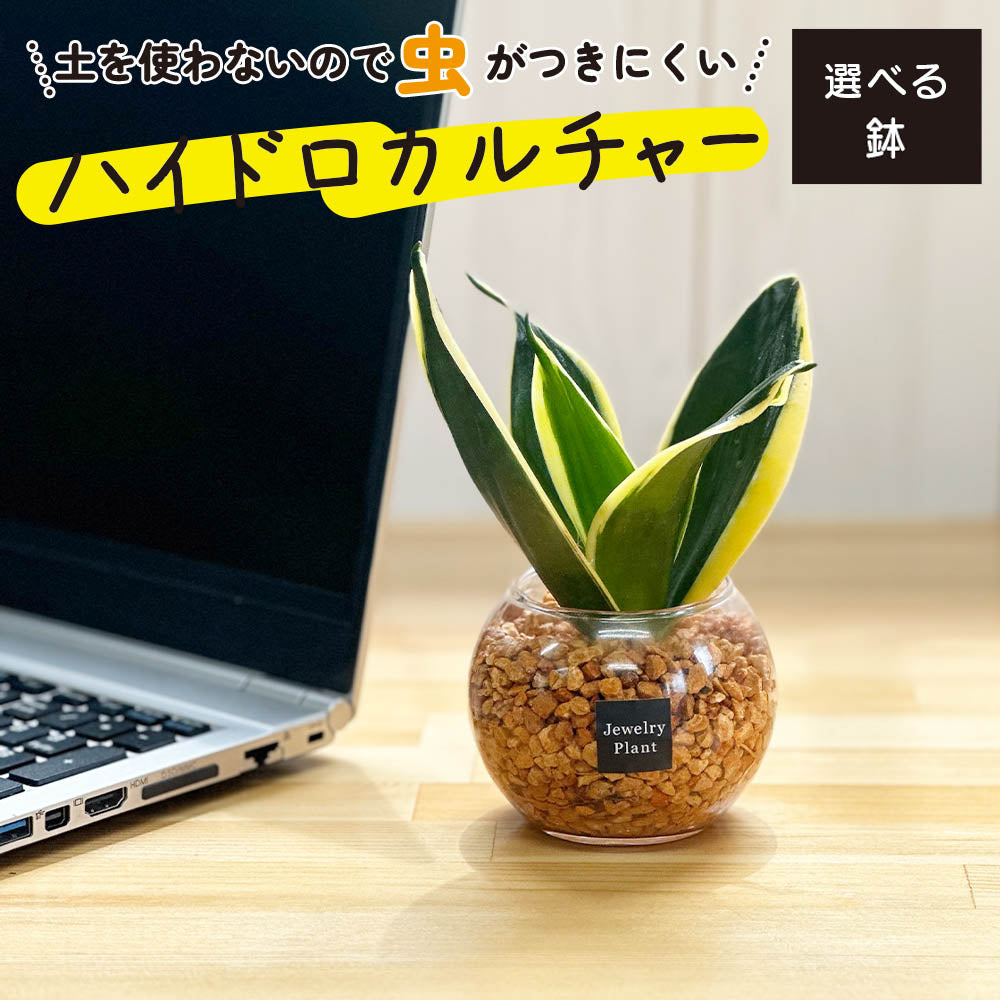 ハイドロカルチャー オレンジゼオライト サンスベリア