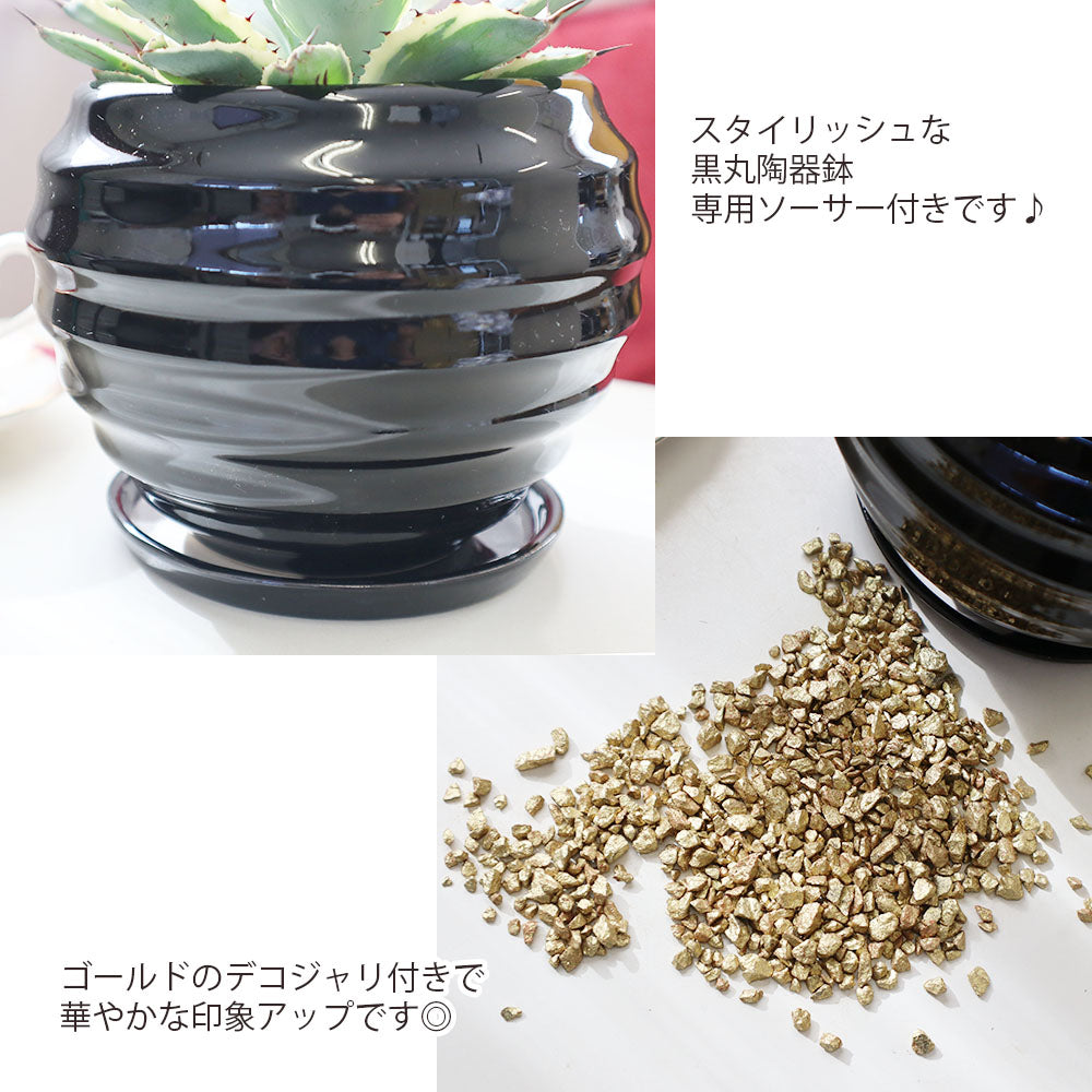 アガベ 5号 選べる品種 吉祥冠錦 バーントバーガンディ 黒丸陶器 ソーサー付き ゴールドデコジャリ付