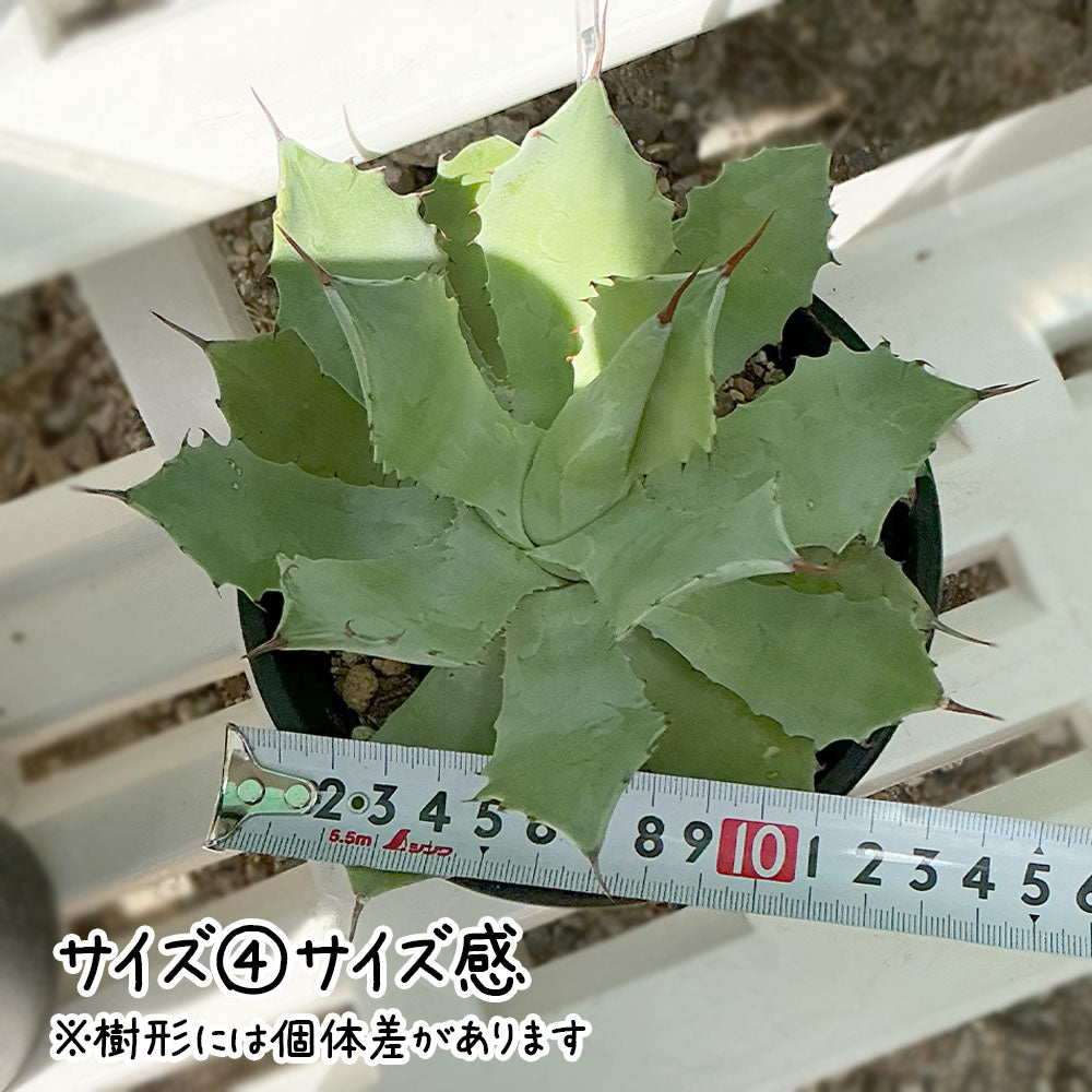 雷神 選べるサイズ感 3号 4号 黒プラスチック鉢 送料別