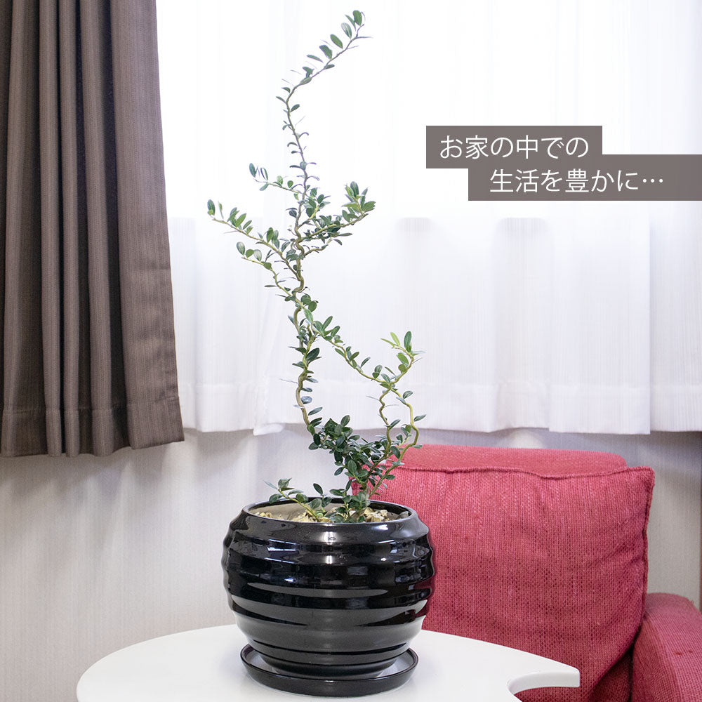 雲龍ツゲ スパイラルドラゴン 8号 黒丸陶器鉢 ゴールドデコジャリ大