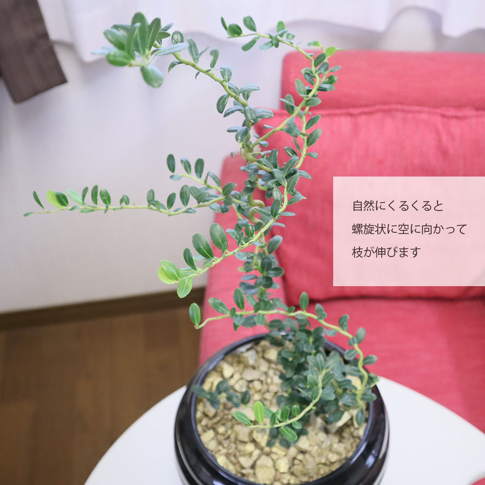 雲龍ツゲ スパイラルドラゴン 8号 黒丸陶器鉢 ゴールドデコジャリ大