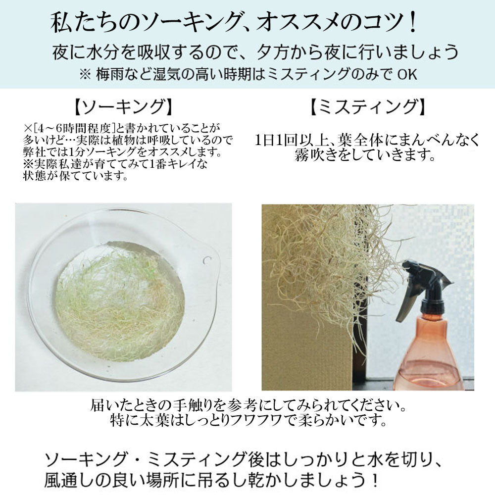 【エアプランツ 2種 セット】 キセログラフィカ スパニッシュモス 細葉 Sサイズ