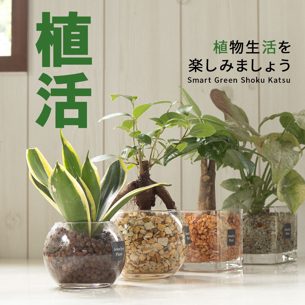 ハイドロカルチャー ゼオライト 選べる種類 ガジュマル サンスベリア パキラ テーブルヤシ シンゴニウム