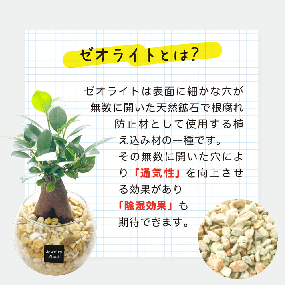 ハイドロカルチャー オレンジゼオライト テーブルヤシ