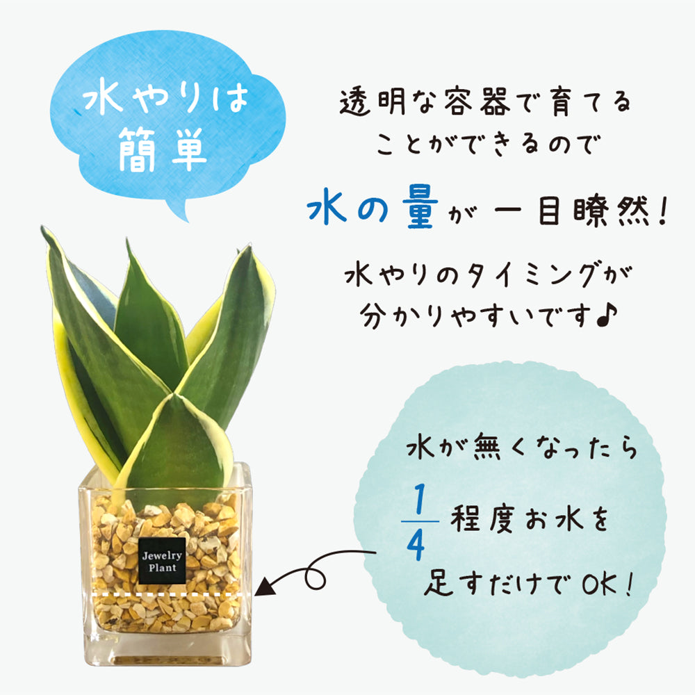 ハイドロカルチャー ネオレゲリア オレンジゼオライト