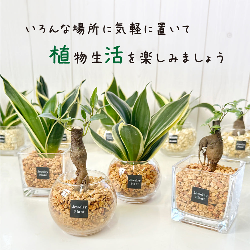 ハイドロカルチャー ネオレゲリア オレンジゼオライト