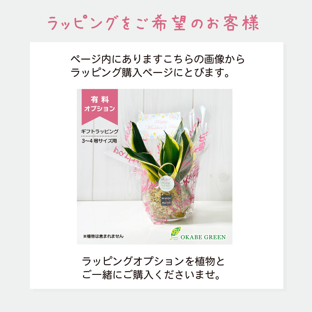 パキラ 3.5号 選べる カラープラスチック鉢