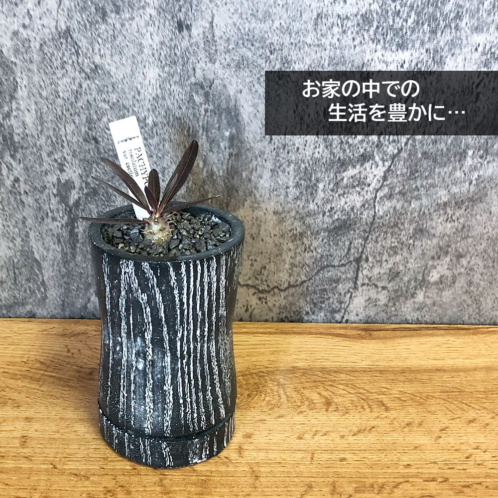 パキポディウム ロスラーツム カクチペス 選べる樹形 【現品】 3号 黒陶器鉢 ソーサー付 黒デコジャリ小付 多肉植物 塊根植物