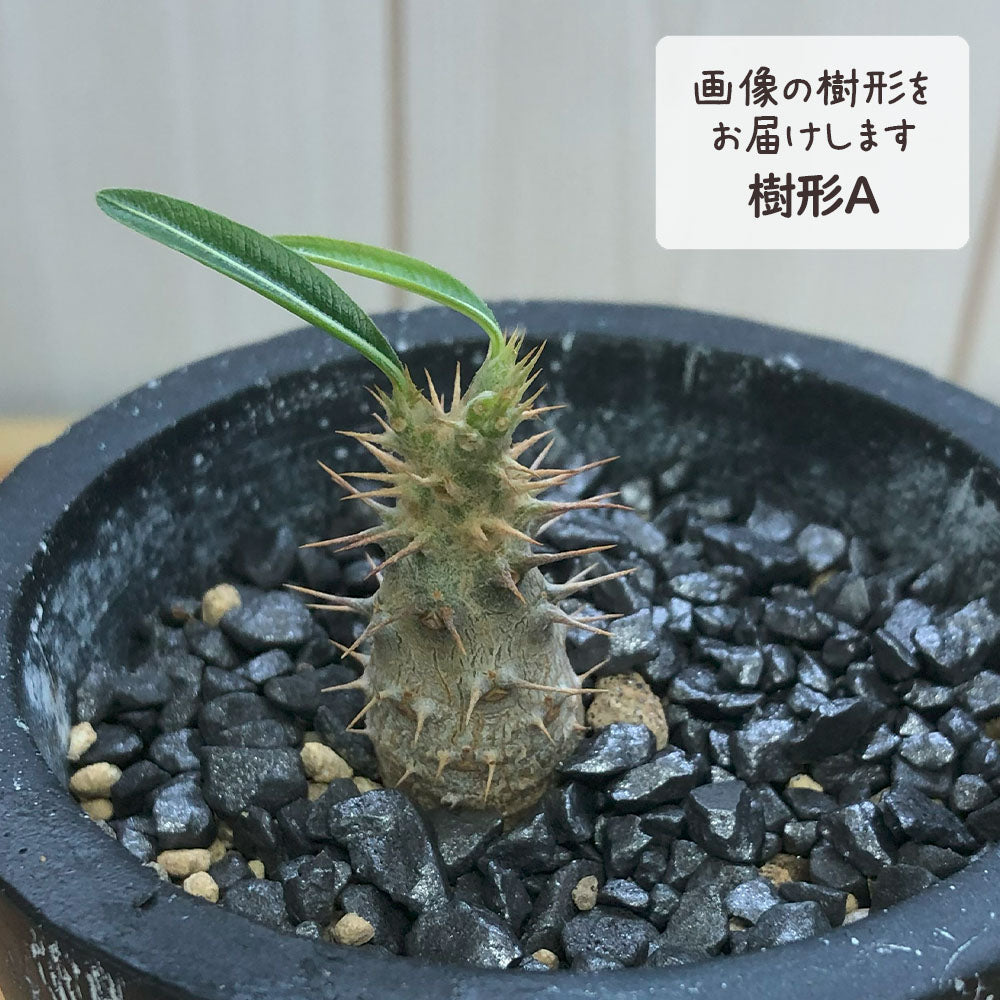 パキポディウム ロスラーツム カクチペス 選べる樹形 【現品】 3号 黒陶器鉢 ソーサー付 黒デコジャリ小付 多肉植物 塊根植物
