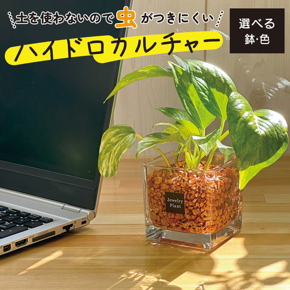 ハイドロカルチャー オレンジゼオライト ポトス