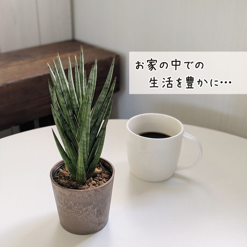サンスベリア 選べる品種 2.5号 ミニ プラスチック鉢 送料無料