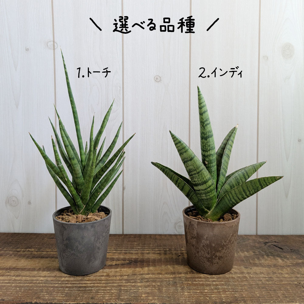 サンスベリア 選べる品種 2.5号 ミニ プラスチック鉢 送料無料