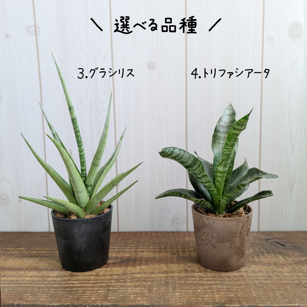 サンスベリア 選べる品種 2.5号 ミニ プラスチック鉢 送料無料