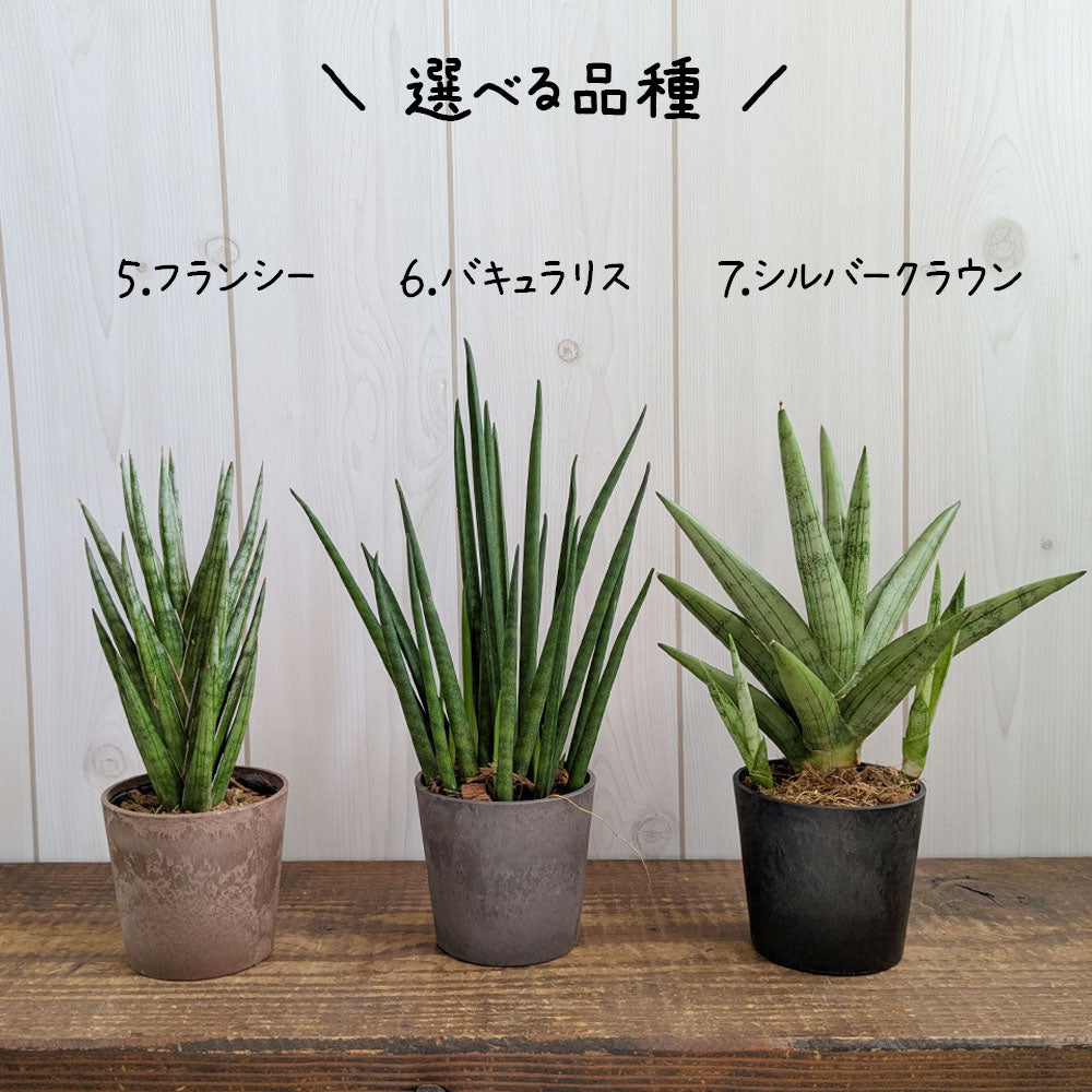 サンスベリア 選べる品種 2.5号 ミニ プラスチック鉢 送料無料