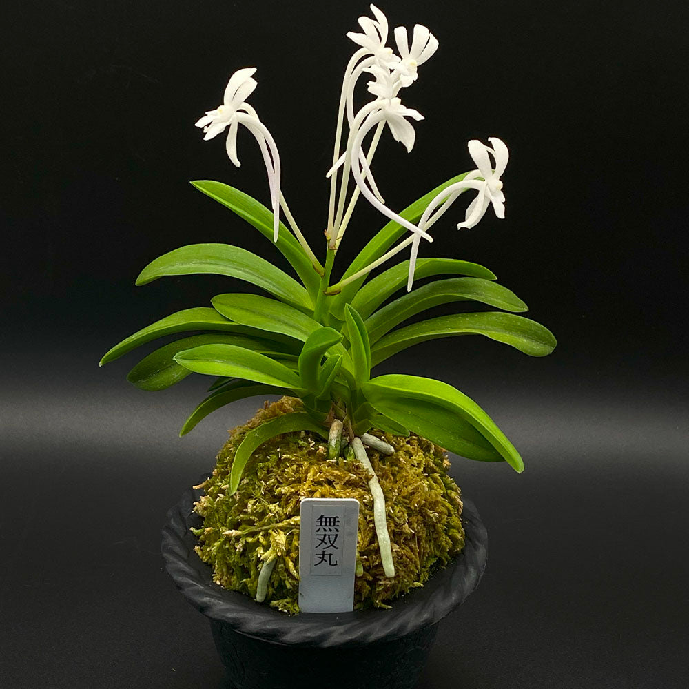 富貴蘭 風蘭 蘭 翠華殿縞 すいかでんしま 3本立 【現品】 T654 フウキラン フウラン 送料無料