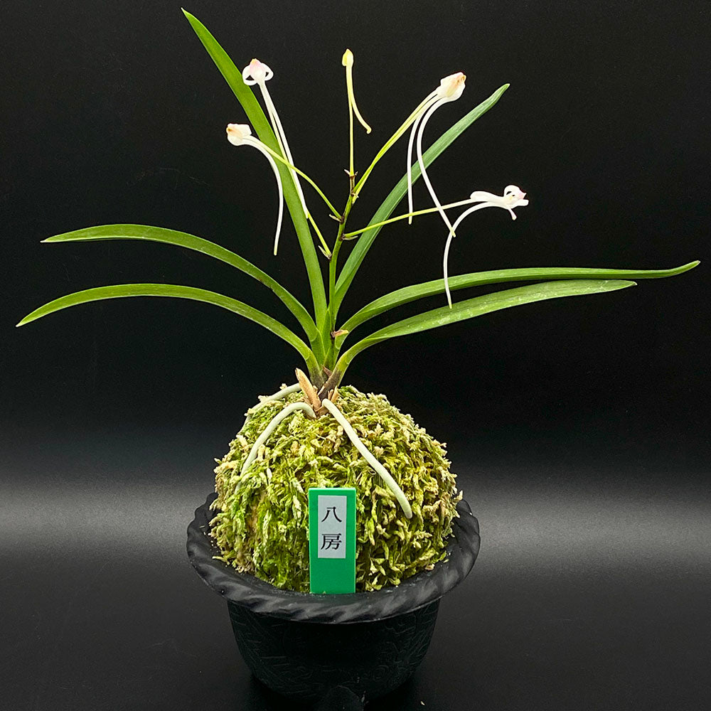 富貴蘭 八房 1本立 やつふさ T222-B フウキラン フウラン 蘭 花