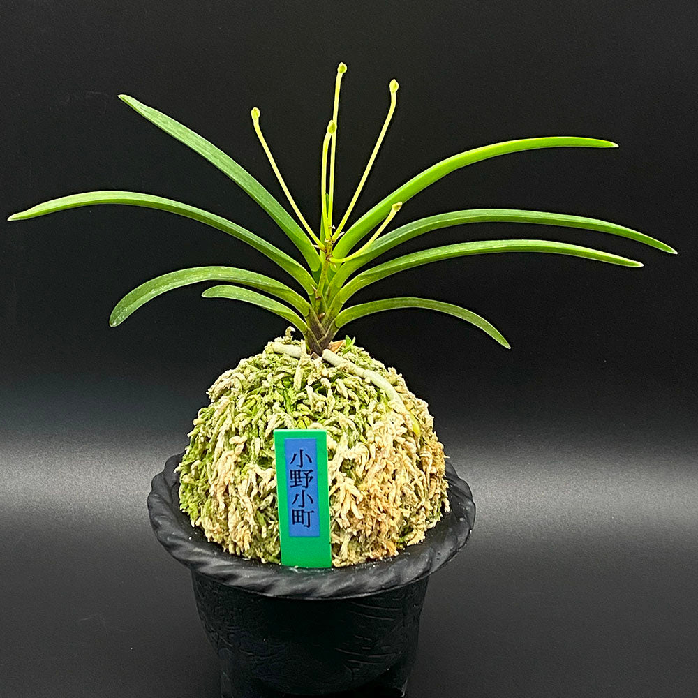 富貴蘭 小野小町 1本と2芽 おののこまち T425-A フウキラン 蘭 花