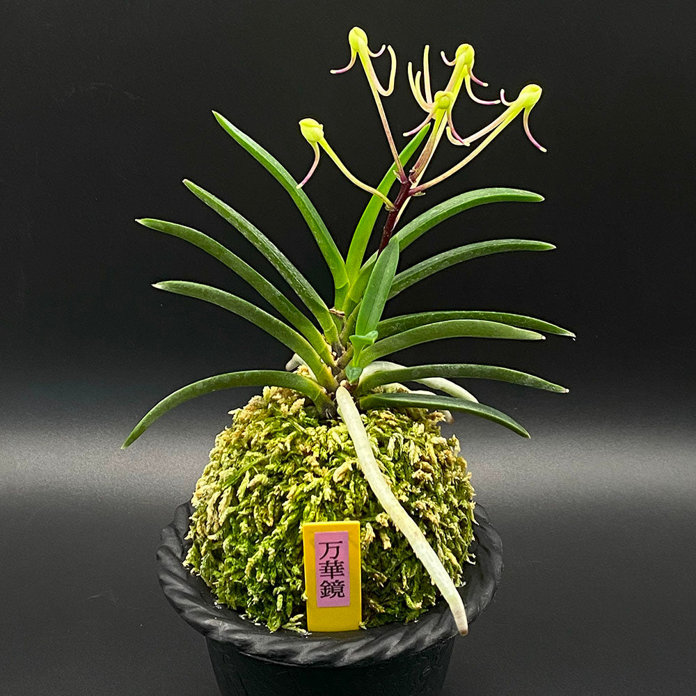 富貴蘭 風蘭 蘭 万華鏡 2本立 まんげきょう T479 フウキラン フウラン 送料無料