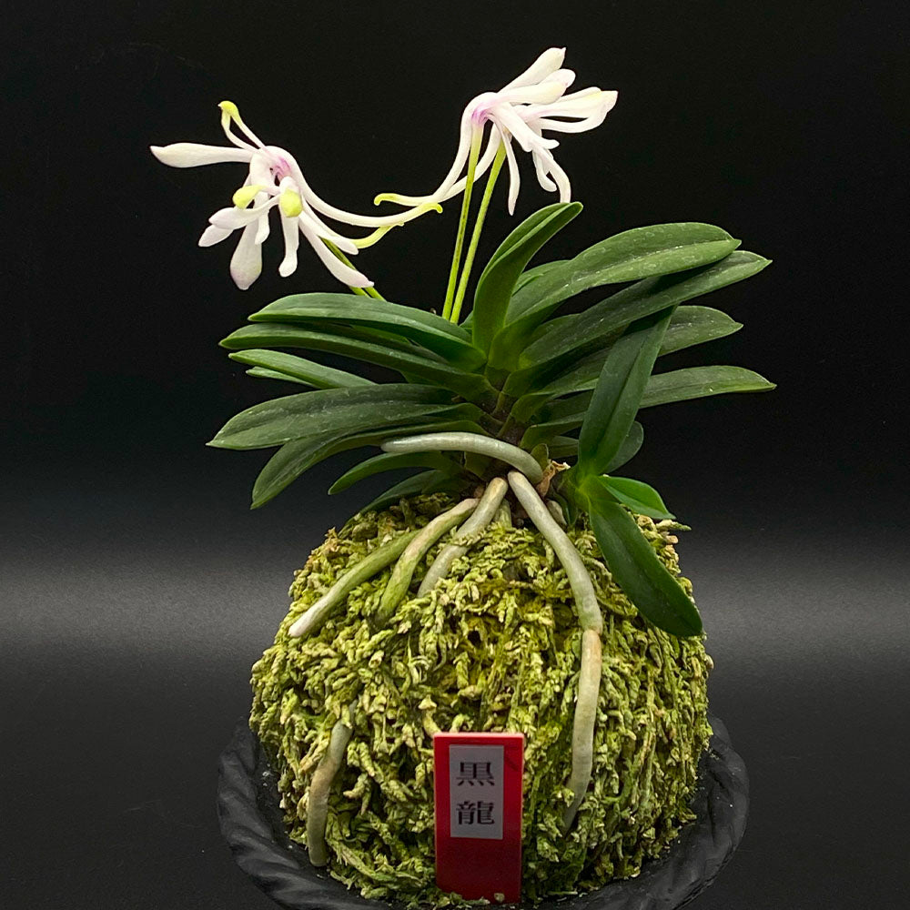 富貴蘭 黒龍 5本 こくりゅう T496 フウキラン 蘭 花