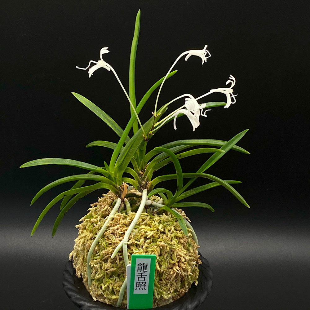 富貴蘭 龍舌照 3本立 りゅうぜつしょう T663 フウキラン フウラン 送料無料 風蘭