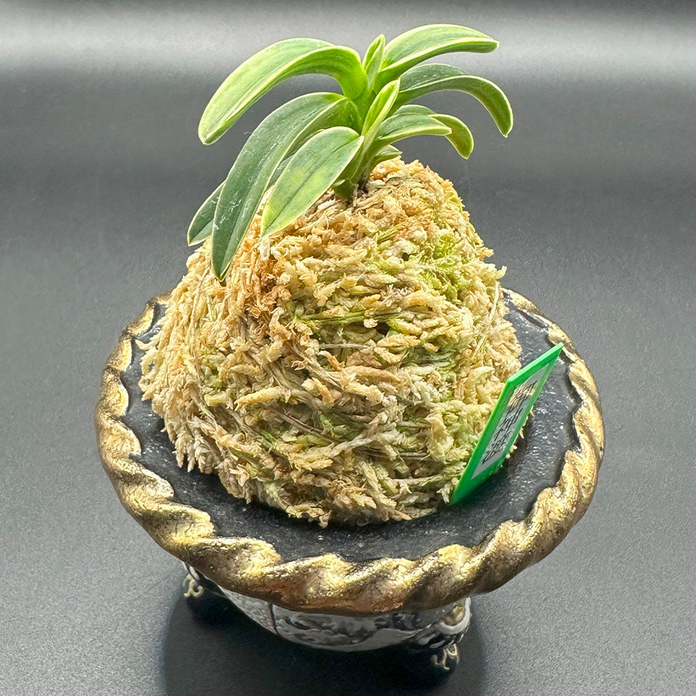 富貴蘭 御神渡 おみわたり 2本立 【現品】 T748 フウキラン 蘭 花