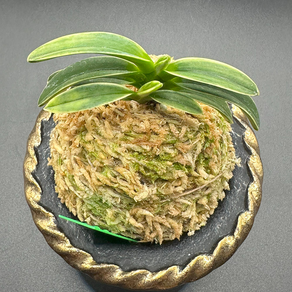 富貴蘭 御神渡 おみわたり 2本立 【現品】 T748 フウキラン 蘭 花