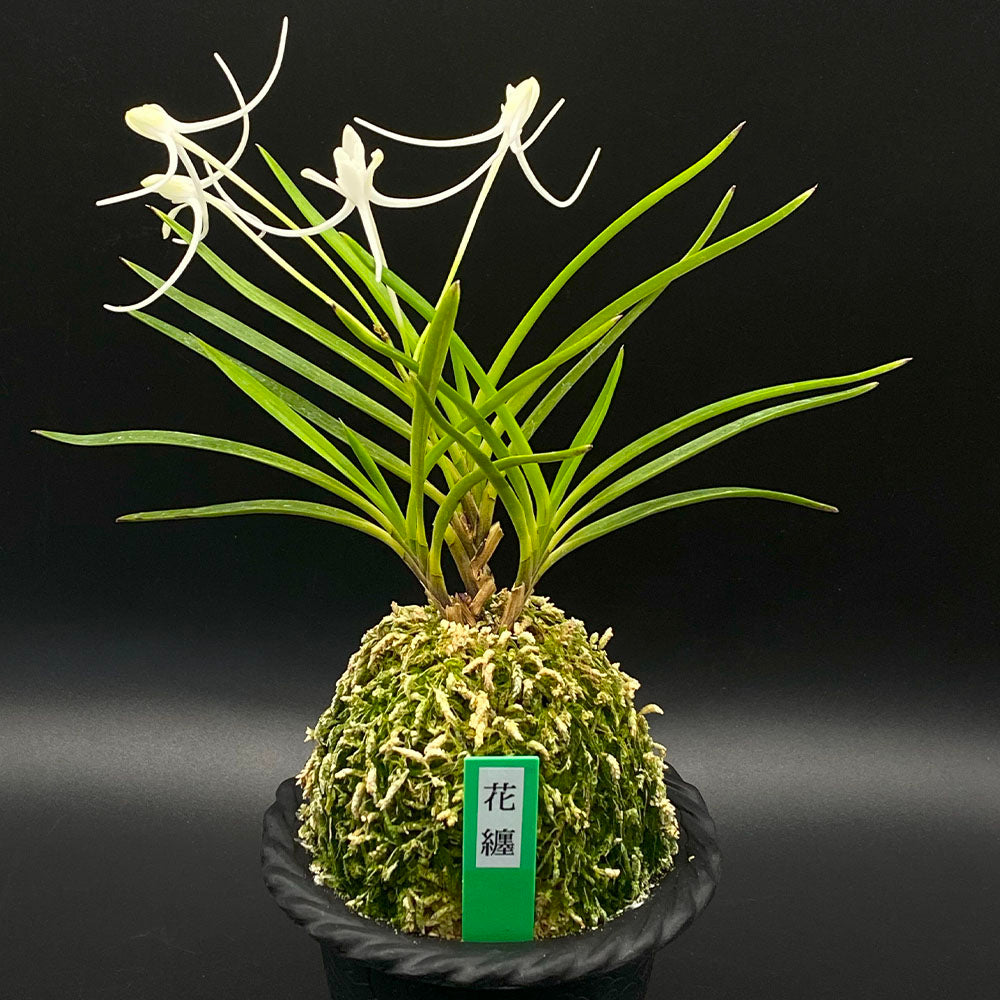 富貴蘭 花纏 3本立 はなまとい T96 フウキラン フウラン 蘭 花