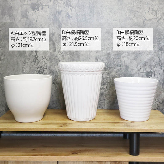 鉢 植木鉢 陶器鉢 7号 6号 選べる種類 植物用 底穴あり 送料別
