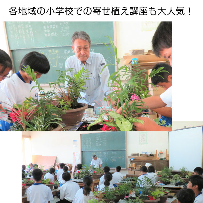 富貴蘭 風蘭 蘭 苔玉 選べる 白のデザイン陶器鉢 ピンク花 ソーサー付フウキラン 蘭 花