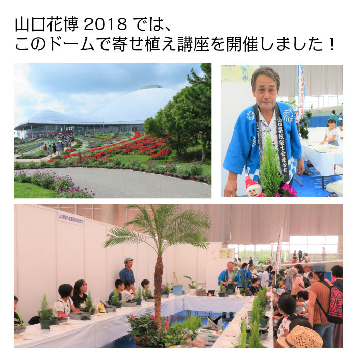 お正月花 飾り 寄せ植え 玄関 選べるサイズ 8号 10号 白黒セラアート鉢 受皿付 花の寄せ植え