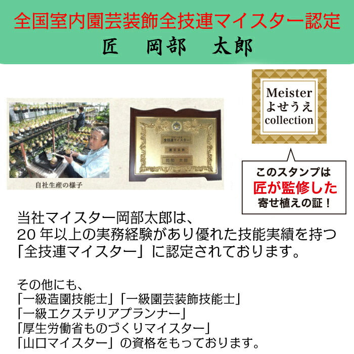 お正月花 飾り 寄せ植え 玄関 選べるサイズ 8号 10号 白黒セラアート鉢 受皿付 花の寄せ植え
