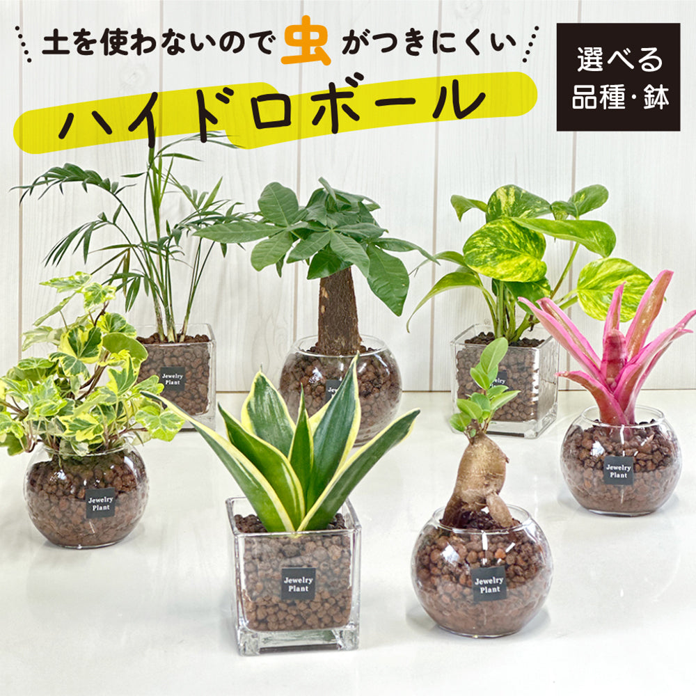 ハイドロボール ハイドロカルチャー 選べる品種 ミニ観葉 パキラ ガジュマル サンスベリア テーブルヤシ ネオレゲリア 送料無料