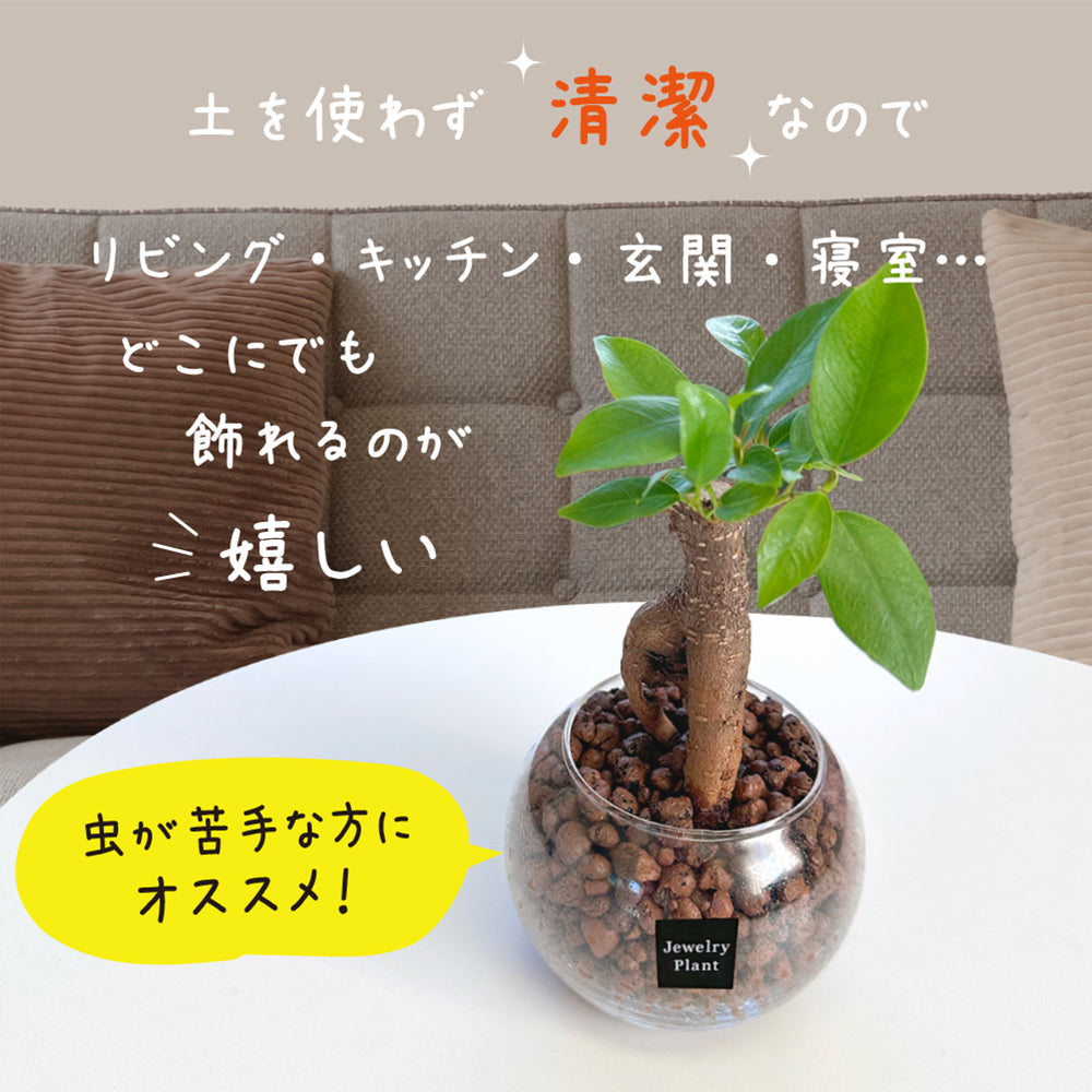 ハイドロボール ハイドロカルチャー 選べる品種 ミニ観葉 パキラ ガジュマル サンスベリア テーブルヤシ ネオレゲリア 送料無料