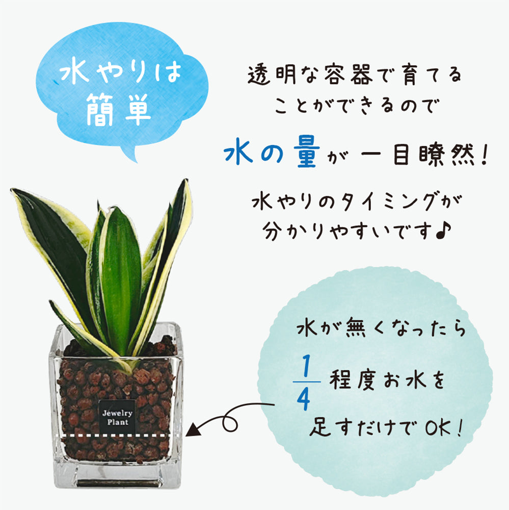ハイドロボール ハイドロカルチャー 選べる品種 ミニ観葉 パキラ ガジュマル サンスベリア テーブルヤシ ネオレゲリア 送料無料