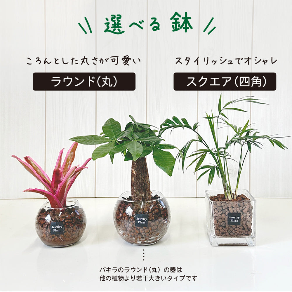 ハイドロボール ハイドロカルチャー 選べる品種 ミニ観葉 パキラ ガジュマル サンスベリア テーブルヤシ ネオレゲリア 送料無料