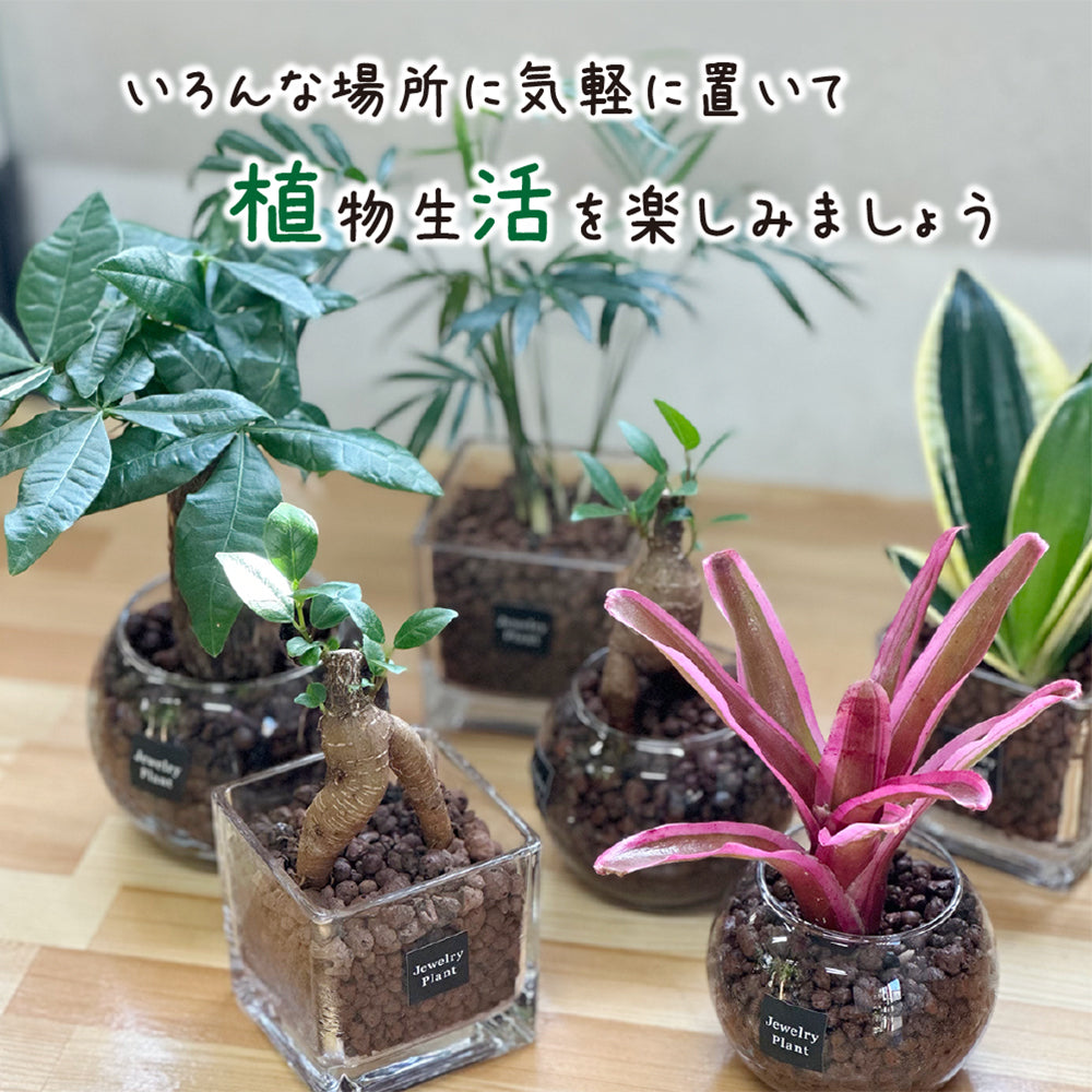 ハイドロボール ハイドロカルチャー 選べる品種 ミニ観葉 パキラ ガジュマル サンスベリア テーブルヤシ ネオレゲリア 送料無料