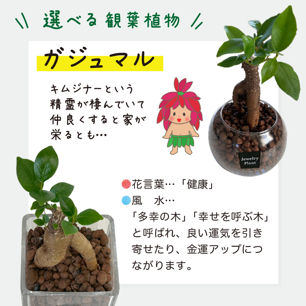 ハイドロボール ハイドロカルチャー 選べる品種 ミニ観葉 パキラ ガジュマル サンスベリア テーブルヤシ ネオレゲリア 送料無料