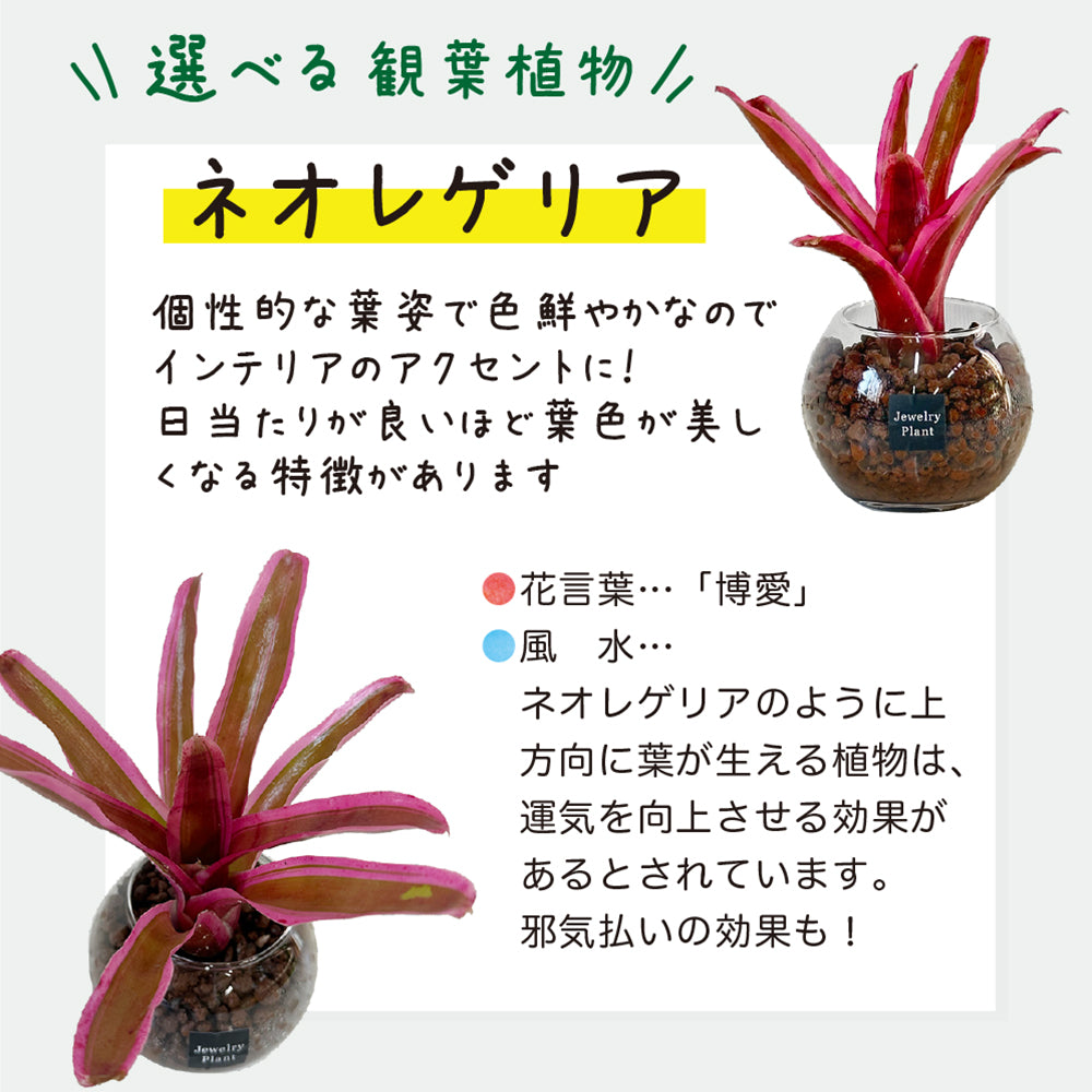 ハイドロボール ハイドロカルチャー 選べる品種 ミニ観葉 パキラ ガジュマル サンスベリア テーブルヤシ ネオレゲリア 送料無料