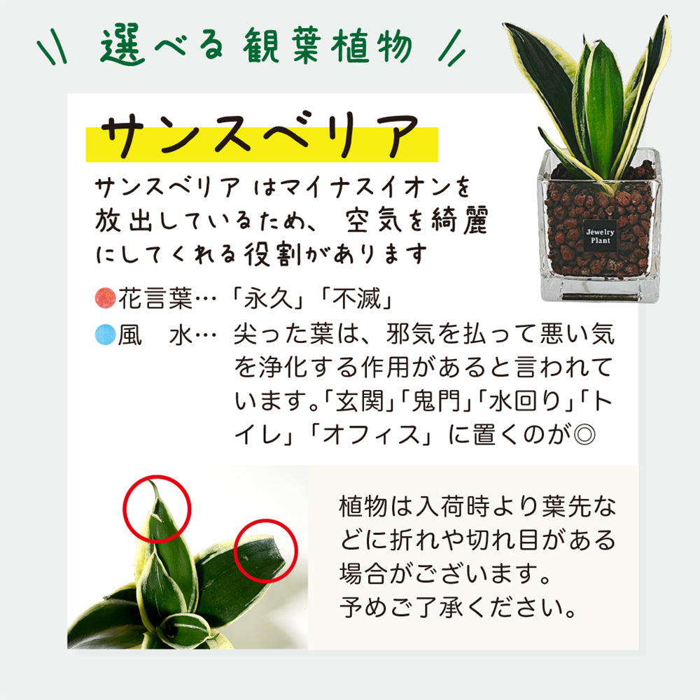 ハイドロボール ハイドロカルチャー 選べる品種 ミニ観葉 パキラ ガジュマル サンスベリア テーブルヤシ ネオレゲリア 送料無料