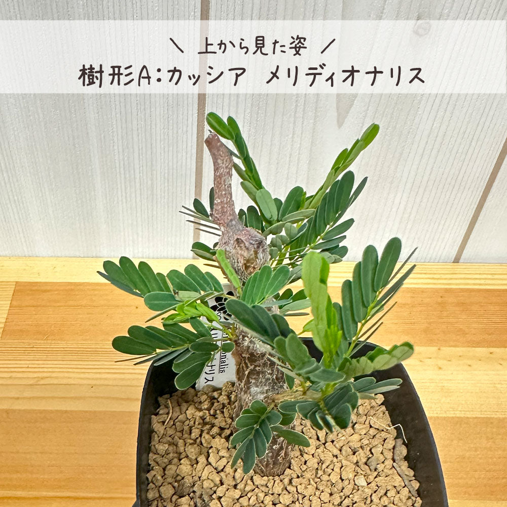 【希少品種】 センナ メリディオナリス 【現品】 3号 選べる樹形 選べる鉢