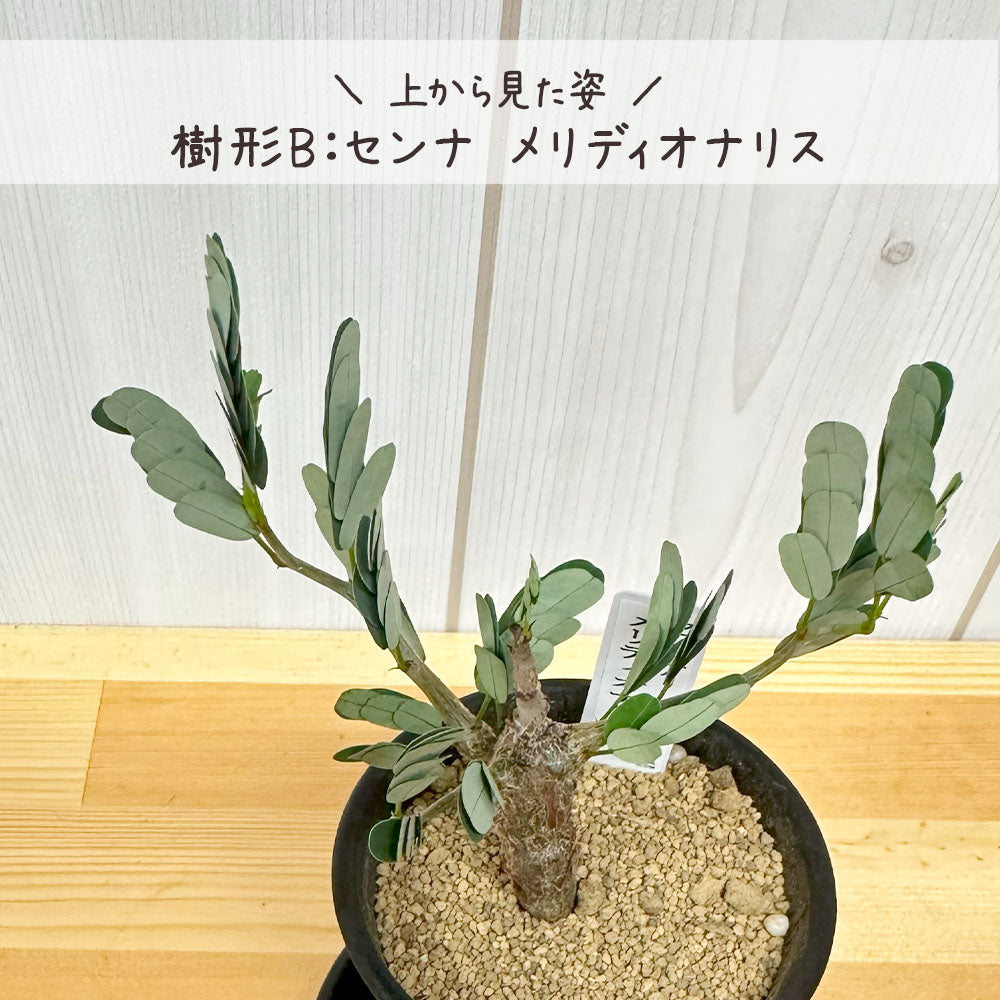 【希少品種】 センナ メリディオナリス 【現品】 3号 選べる樹形 選べる鉢