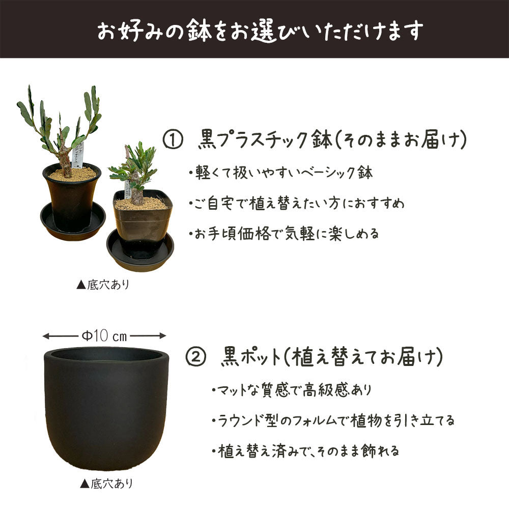 【希少品種】 センナ メリディオナリス 【現品】 3号 選べる樹形 選べる鉢