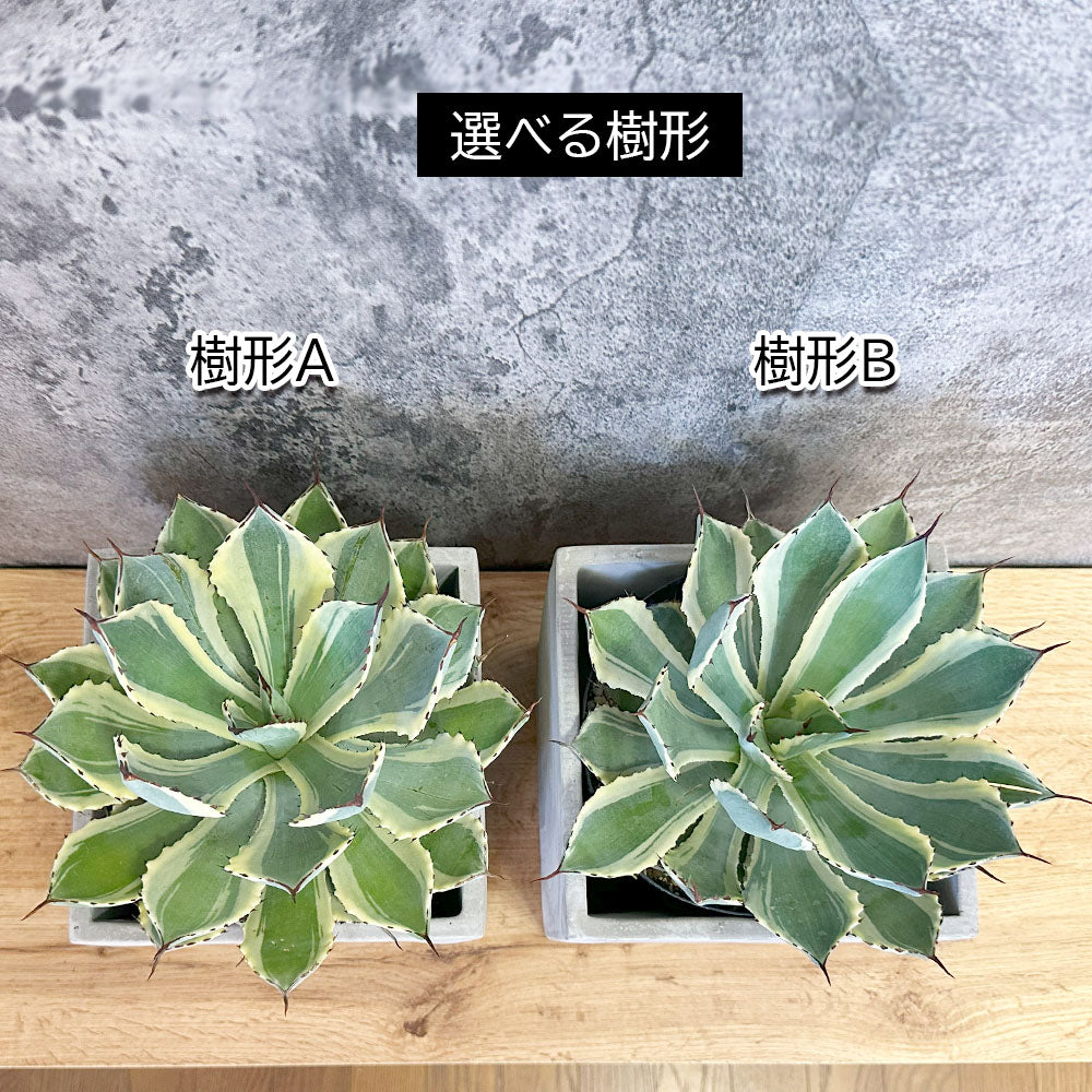 アガベ 吉祥冠錦 選べる樹形 セメント器 多肉植物