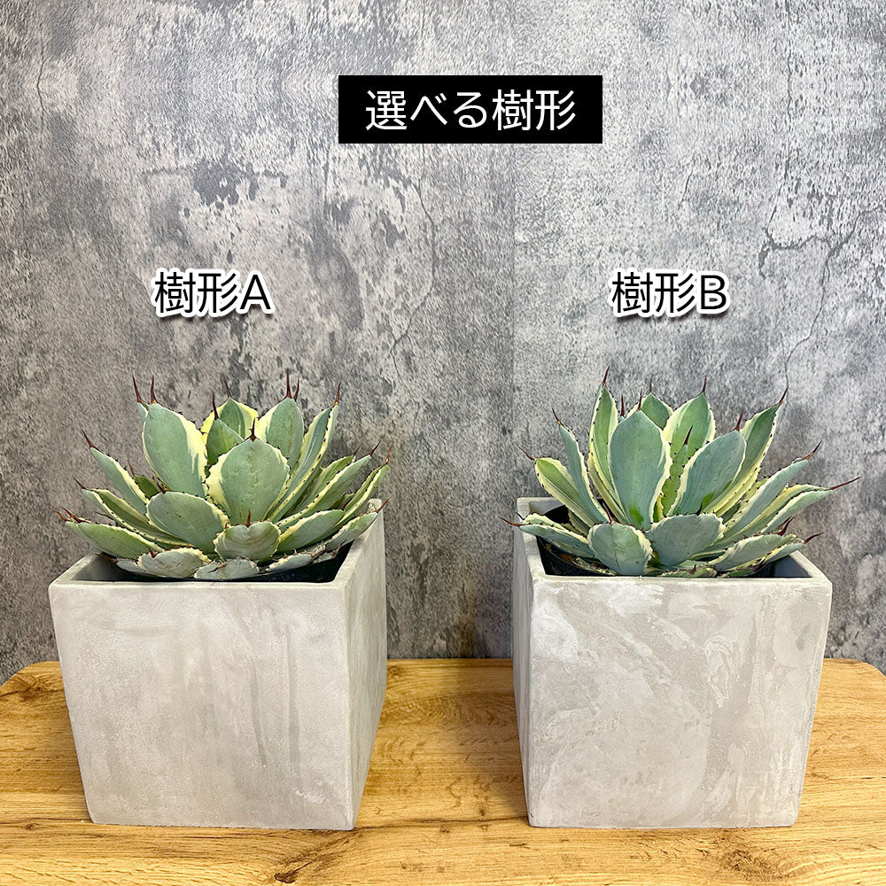 アガベ 吉祥冠錦 選べる樹形 セメント器 多肉植物