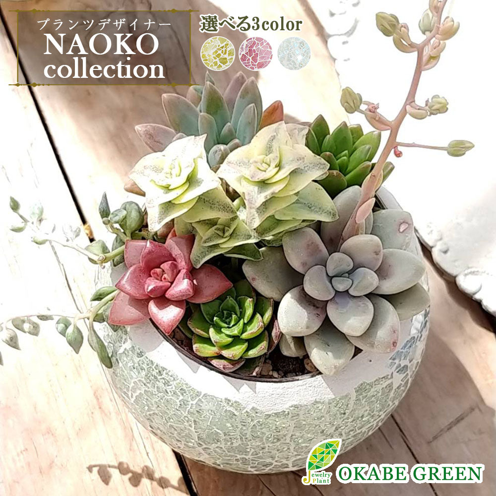 多肉植物 寄せ植え プランツデザイナーNAOKO キラキラガラス器