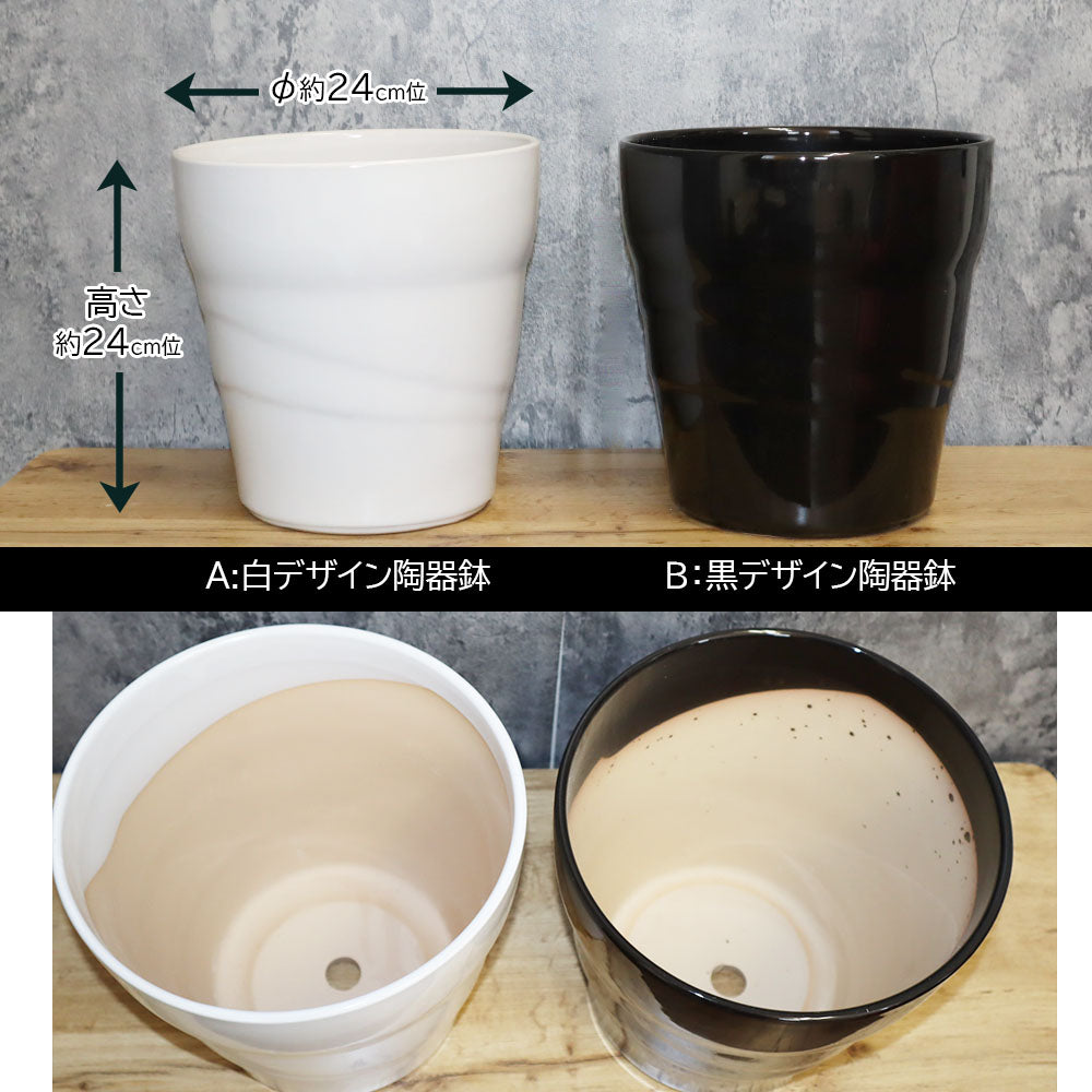鉢 おしゃれ 陶器鉢 8号 斜めライン陶器 選べるカラー 白 黒