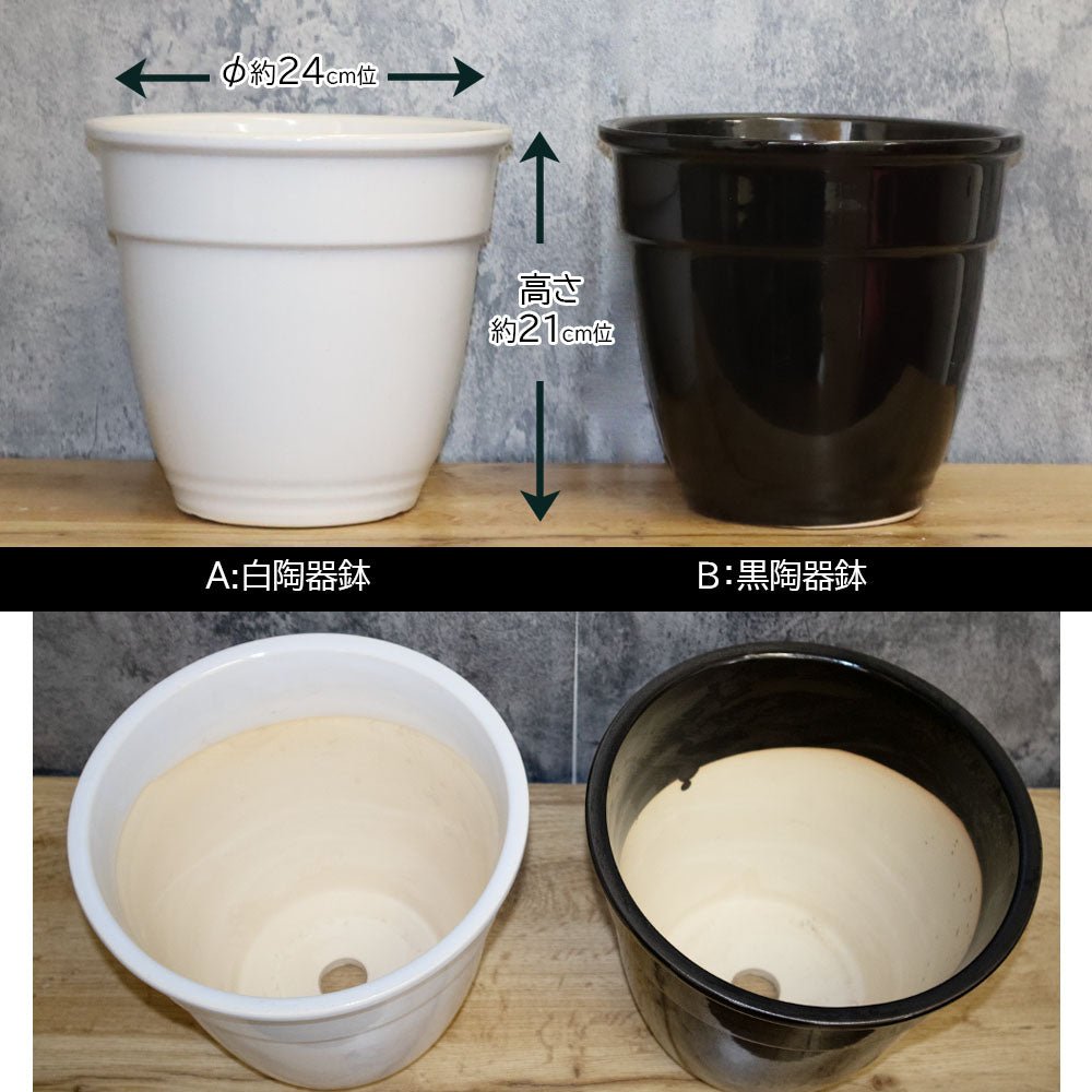 鉢 おしゃれ 陶器鉢 8号 デザイン陶器 選べるカラー 白 黒