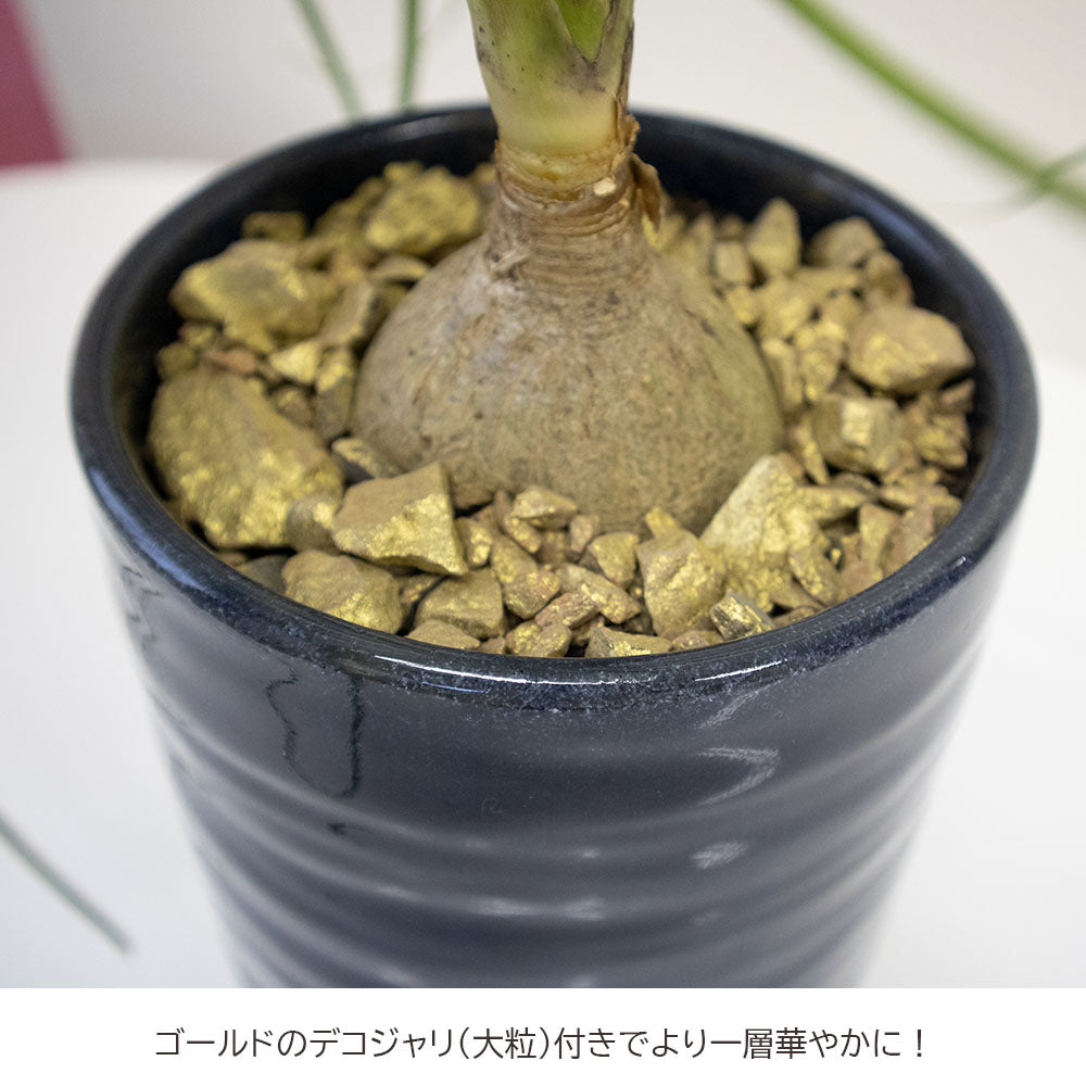 トックリラン ネイビーの陶器鉢 ソーサー付 ゴールドデコジャリ大付